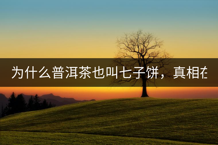 為什么普洱茶也叫七子餅，真相在這里！