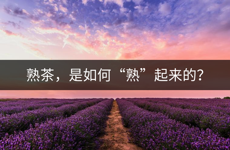 熟茶，是如何“熟”起來的？