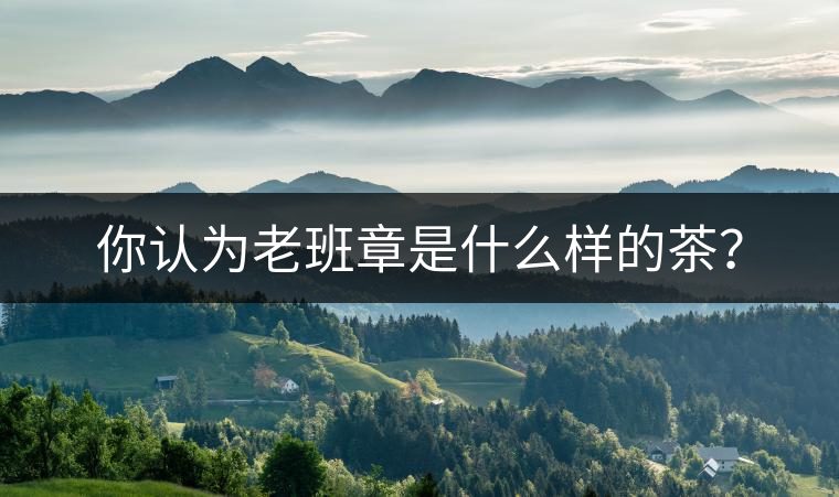 你認(rèn)為老班章是什么樣的茶？