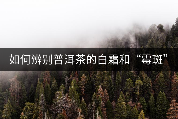 如何辨別普洱茶的白霜和“霉斑”？