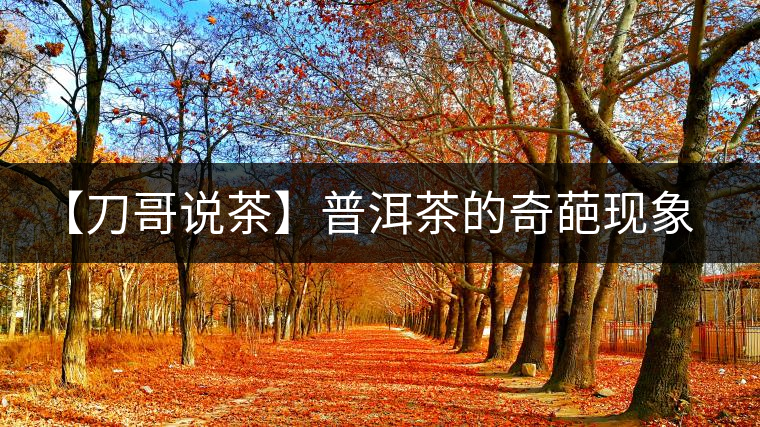 【刀哥說茶】普洱茶的奇葩現(xiàn)象之——新茶比老茶貴！