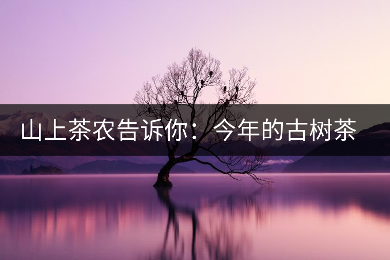 山上茶農(nóng)告訴你：今年的古樹茶為什么那么貴？