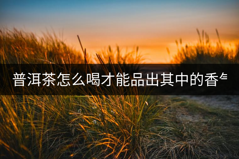 普洱茶怎么喝才能品出其中的香氣？