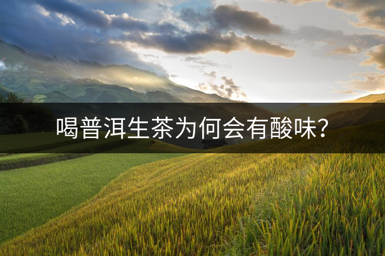 喝普洱生茶為何會有酸味？