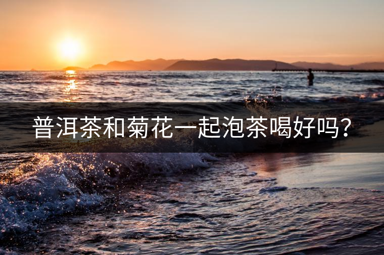 普洱茶和菊花一起泡茶喝好嗎？