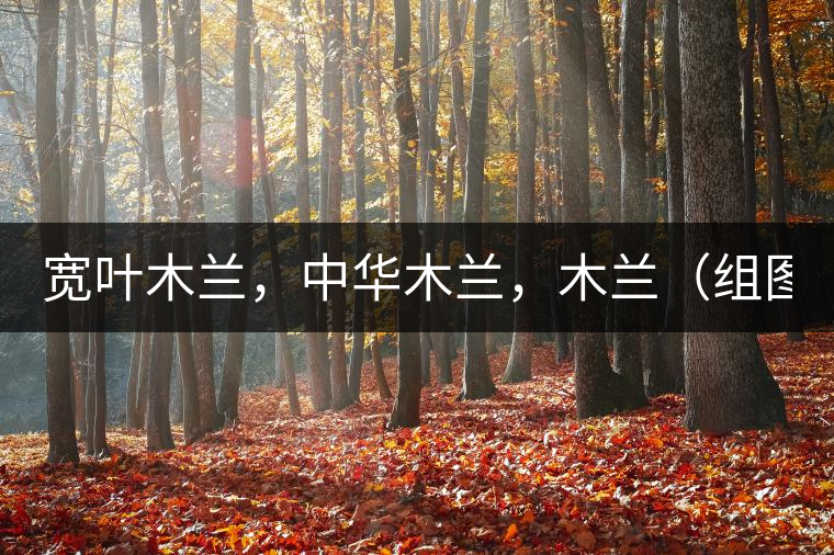 寬葉木蘭，中華木蘭，木蘭（組圖）