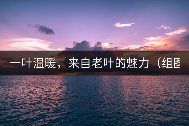 一葉溫暖，來自老葉的魅力（組圖）