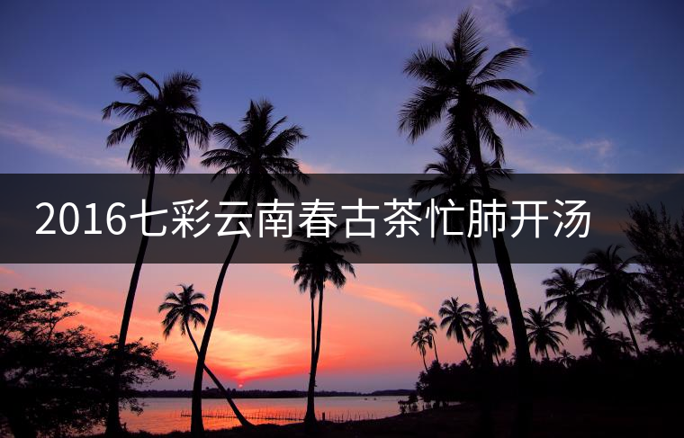2016七彩云南春古茶忙肺開湯——?jiǎng)側(cè)岵?jì)的謙謙君子 2016七彩云南春古茶忙肺開湯——?jiǎng)側(cè)岵?jì)的謙謙君子