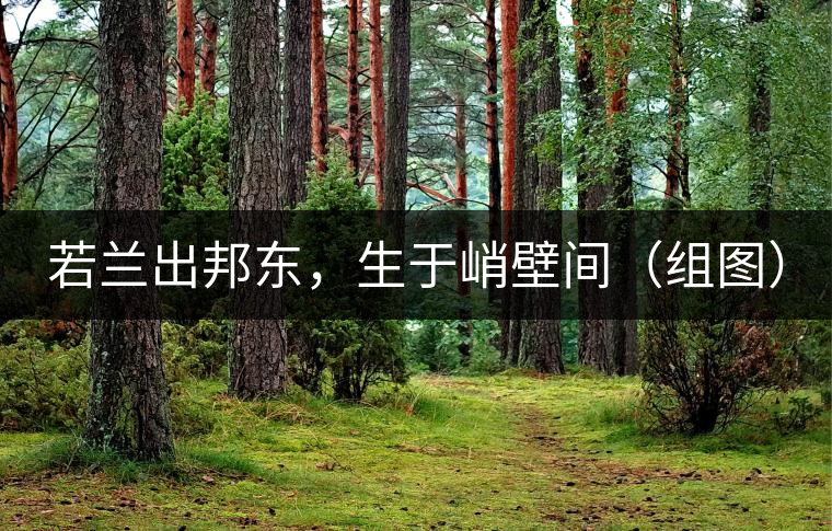 若蘭出邦東，生于峭壁間（組圖）