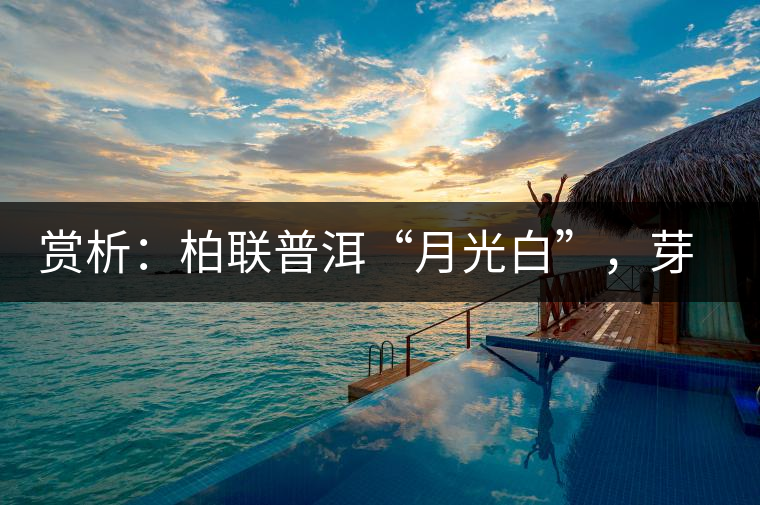 賞析：柏聯(lián)普洱“月光白”，芽白葉黑香甜四溢