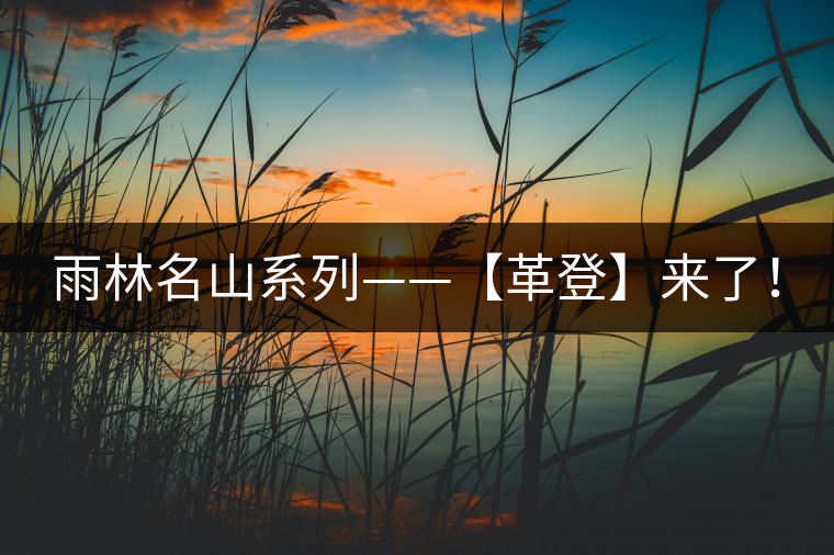 雨林名山系列——【革登】來了！