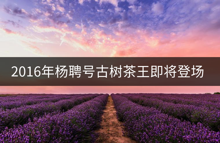2016年楊聘號古樹茶王即將登場！