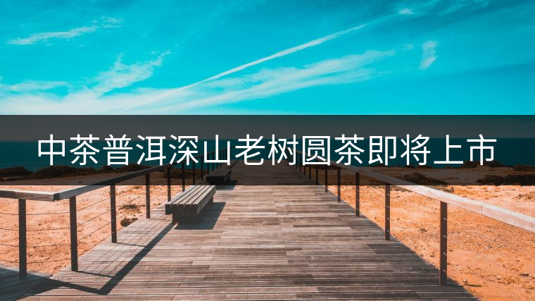 中茶普洱深山老樹圓茶即將上市