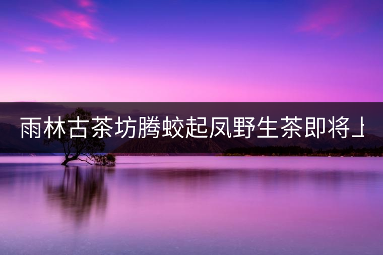 雨林古茶坊騰蛟起鳳野生茶即將上市！