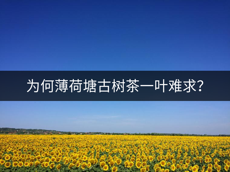 為何薄荷塘古樹茶一葉難求？