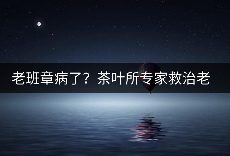 老班章病了？茶葉所專(zhuān)家救治老班章古茶樹(shù)