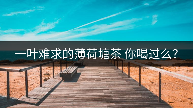 一葉難求的薄荷塘茶 你喝過(guò)么？