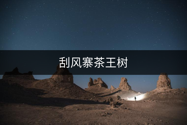 刮風(fēng)寨茶王樹 刮風(fēng)寨茶王樹