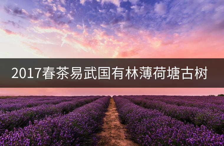 2017春茶易武國有林薄荷塘古樹茶純料 2017春茶易武國有林薄荷塘古樹茶純料