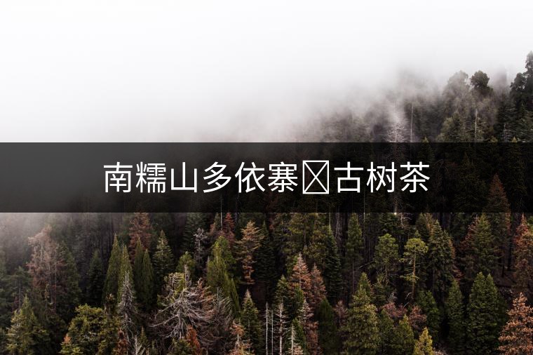 南糯山多依寨?古樹(shù)茶
