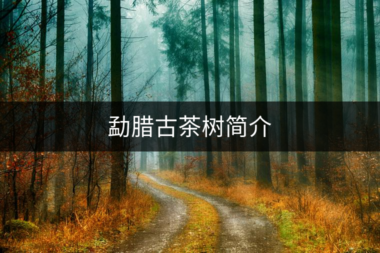 勐臘古茶樹簡(jiǎn)介