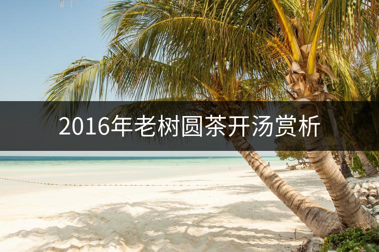 2016年老樹圓茶開湯賞析