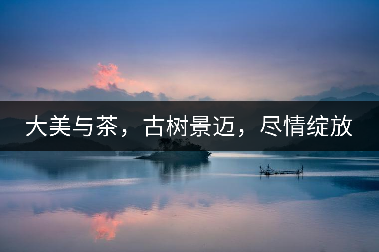 大美與茶，古樹景邁，盡情綻放