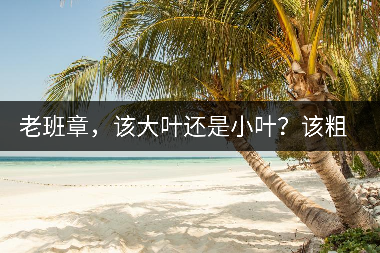 老班章，該大葉還是小葉？該粗老還是細(xì)嫩？