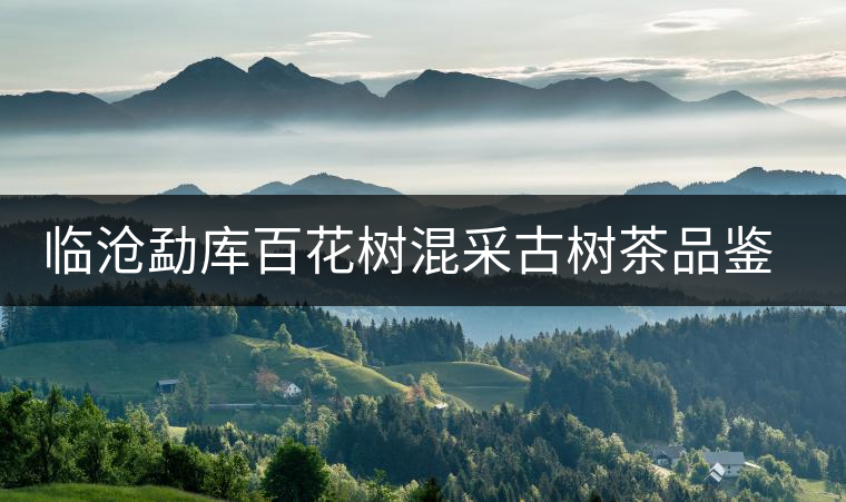臨滄勐庫百花樹混采古樹茶品鑒報告 臨滄勐庫百花樹混采古樹茶品鑒報告