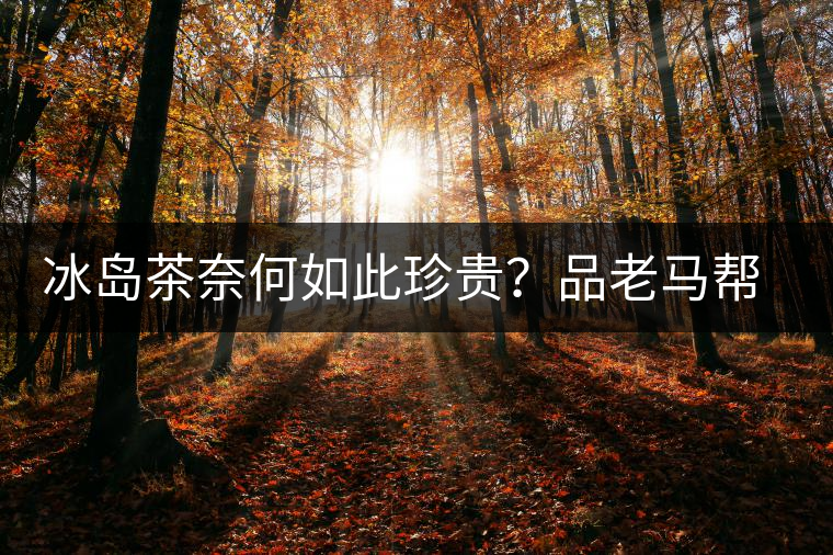 冰島茶奈何如此珍貴？品老馬幫之“冰島老寨”，答案在這里！