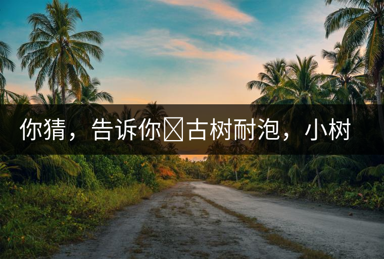 你猜，告訴你?古樹(shù)耐泡，小樹(shù)、臺(tái)地不耐泡都是什么心理？