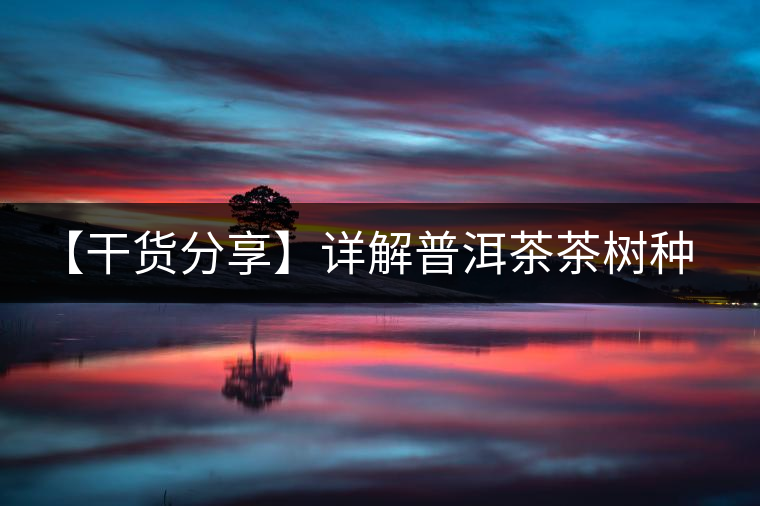 【干貨分享】詳解普洱茶茶樹種類分類