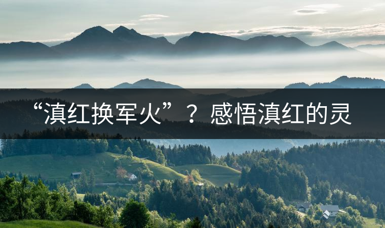 “滇紅換軍火”？感悟滇紅的靈與性！
