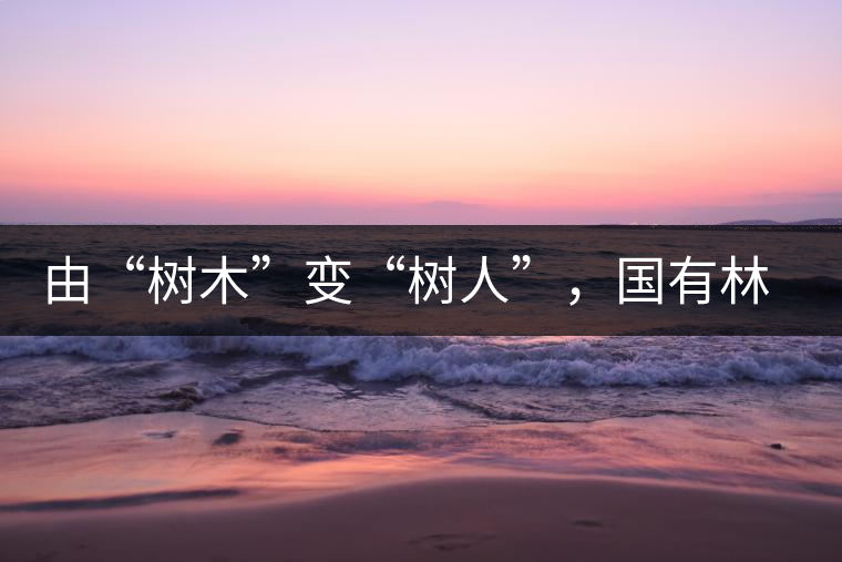 由“樹木”變“樹人”，國有林普洱茶為什么越來越受歡迎？