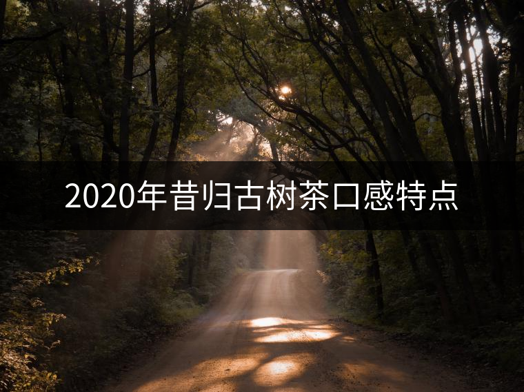 2020年昔歸古樹茶口感特點 2020年昔歸古樹茶口感特點