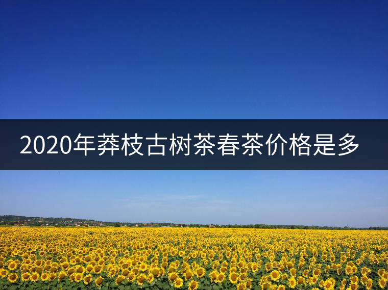 2020年莽枝古樹茶春茶價格是多少錢？