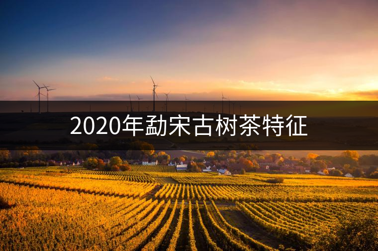 2020年勐宋古樹(shù)茶特征 2020年勐宋古樹(shù)茶特征