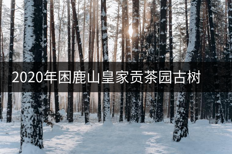 2020年困鹿山皇家貢茶園古樹春茶價(jià)格特點(diǎn)