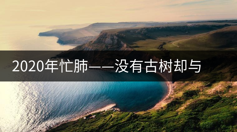 2020年忙肺——沒有古樹卻與冰島、昔歸齊名的普洱茶
