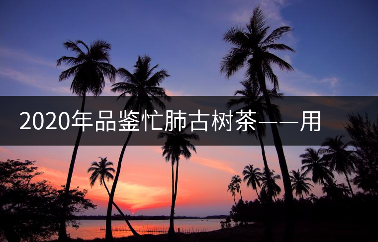 2020年品鑒忙肺古樹(shù)茶——用誠(chéng)意獻(xiàn)上一杯好茶 2020年品鑒忙肺古樹(shù)茶——用誠(chéng)意獻(xiàn)上一杯好茶