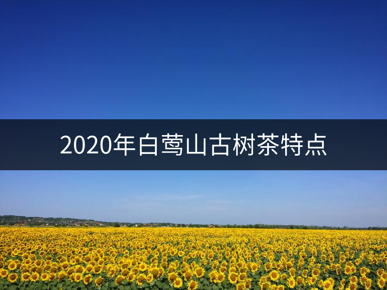 2020年白鶯山古樹(shù)茶特點(diǎn) 2020年白鶯山古樹(shù)茶特點(diǎn)