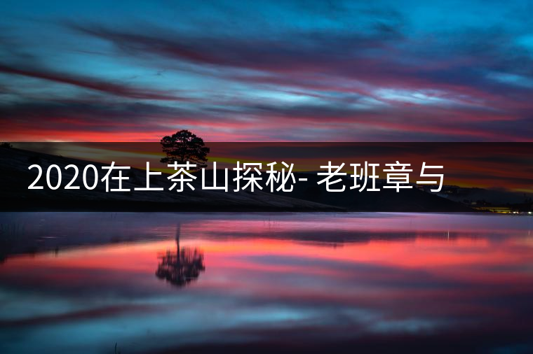 2020在上茶山探秘- 老班章與新班章，一母所生，一念之間，際遇迥異