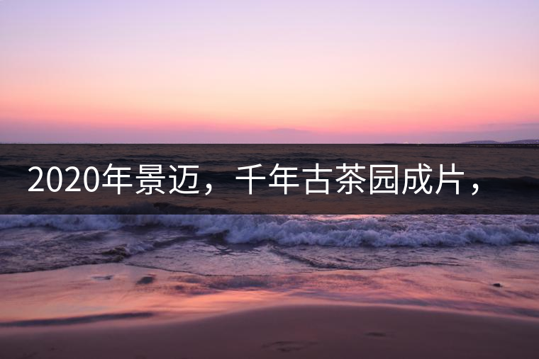 2020年景邁，千年古茶園成片，蘭花香堪稱一絕！