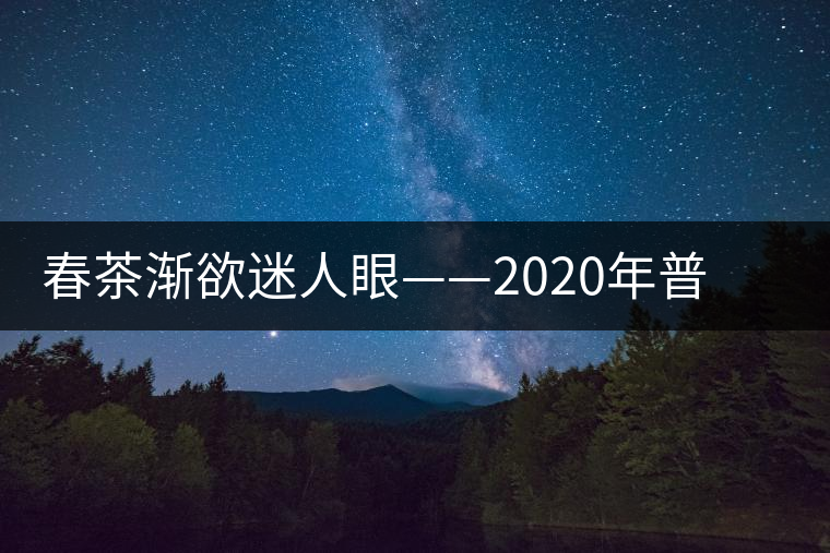 春茶漸欲迷人眼——2020年普洱春茶上市，可別買假了