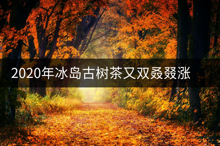 2020年冰島古樹(shù)茶又雙叒叕漲價(jià)了，今年的普洱春茶準(zhǔn)備你下手嗎