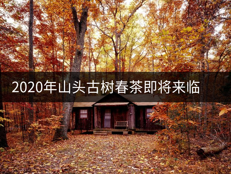 2020年山頭古樹春茶即將來臨,開啟山頭茶的既然是它 2020年山頭古樹春茶即將來臨,開啟山頭茶的既然是它