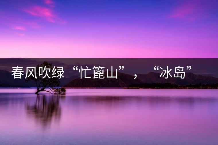 春風(fēng)吹綠“忙篦山”，“冰島”“老寨”春茶香