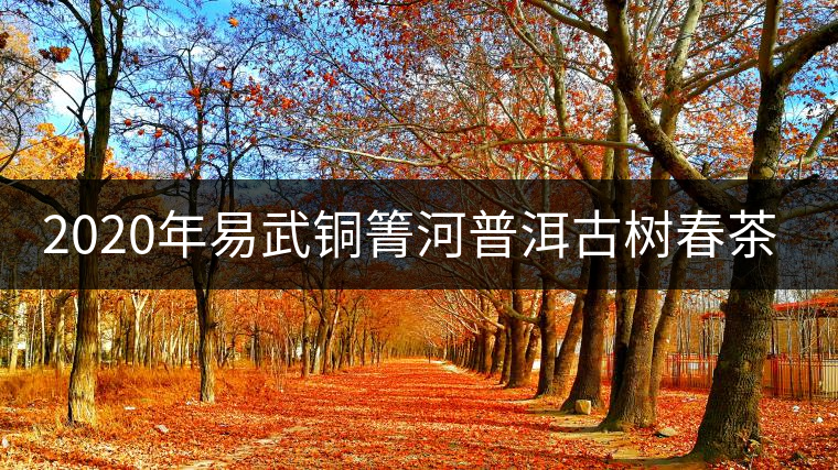 2020年易武銅箐河普洱古樹春茶價格