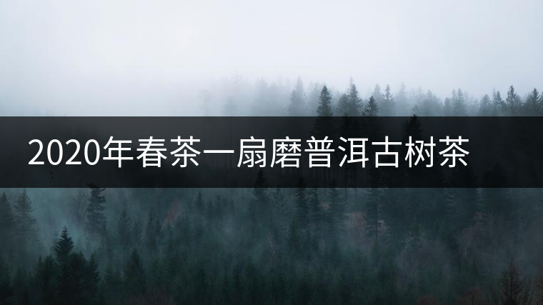 2020年春茶一扇磨普洱古樹(shù)茶價(jià)格是多少錢一斤
