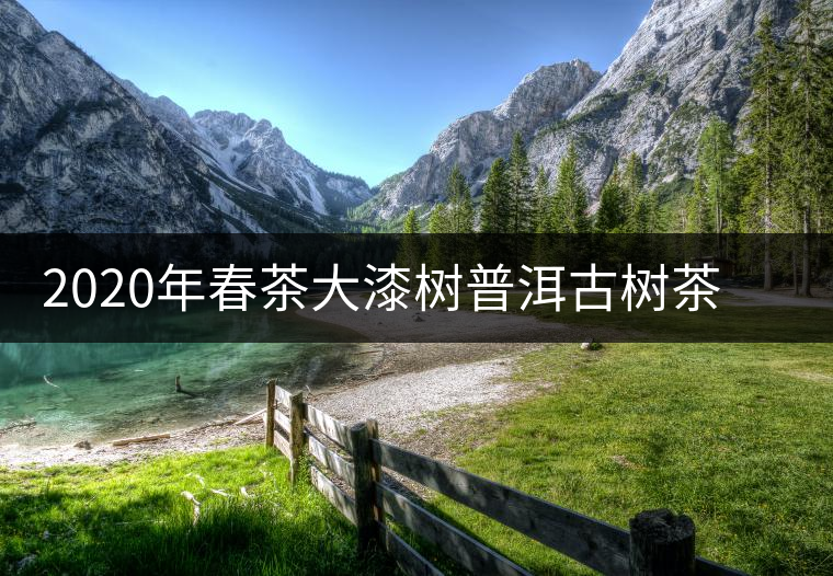 2020年春茶大漆樹(shù)普洱古樹(shù)茶價(jià)格是多少錢(qián)一斤 2020年春茶大漆樹(shù)普洱古樹(shù)茶價(jià)格是多少錢(qián)一斤